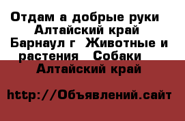 Отдам а добрые руки - Алтайский край, Барнаул г. Животные и растения » Собаки   . Алтайский край